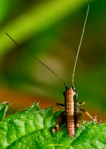 Pholidoptera griseoaptera
